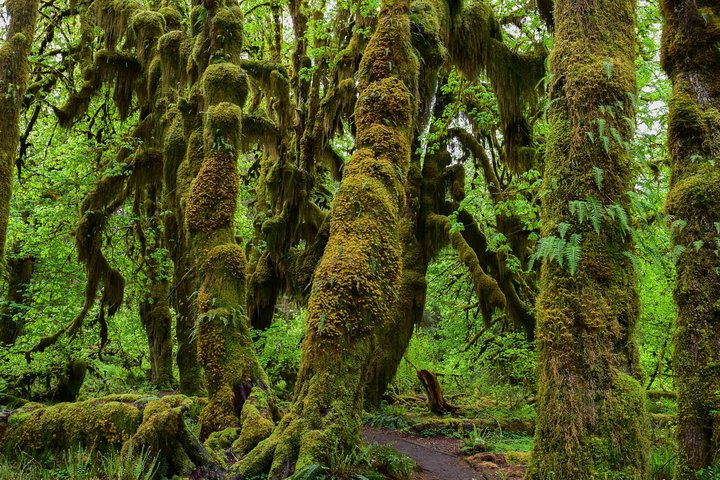 Hoh Rain Forest